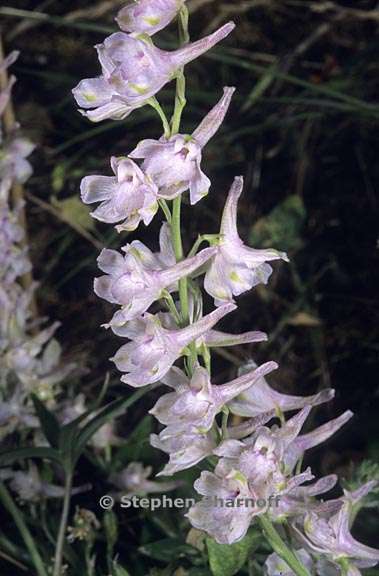 delphinium hansenii ssp hansenii 1 graphic